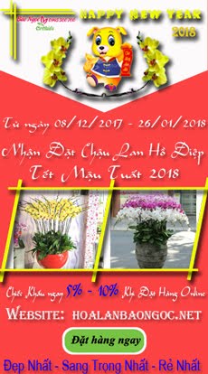 Chậu lan hồ điệp tết 2018