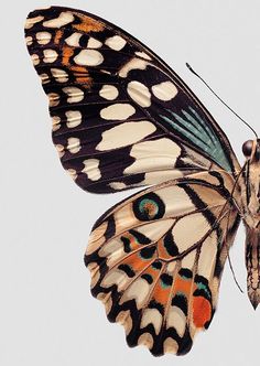 butterfly images