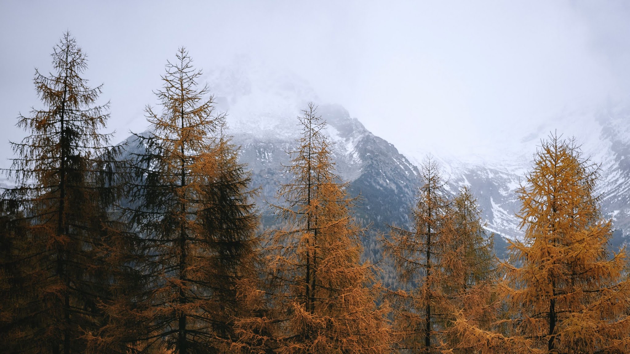 HD Wallpaper Pines, Trees, Mountain, Road, Autumn