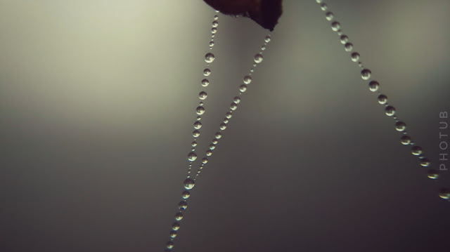Water drop Spider web