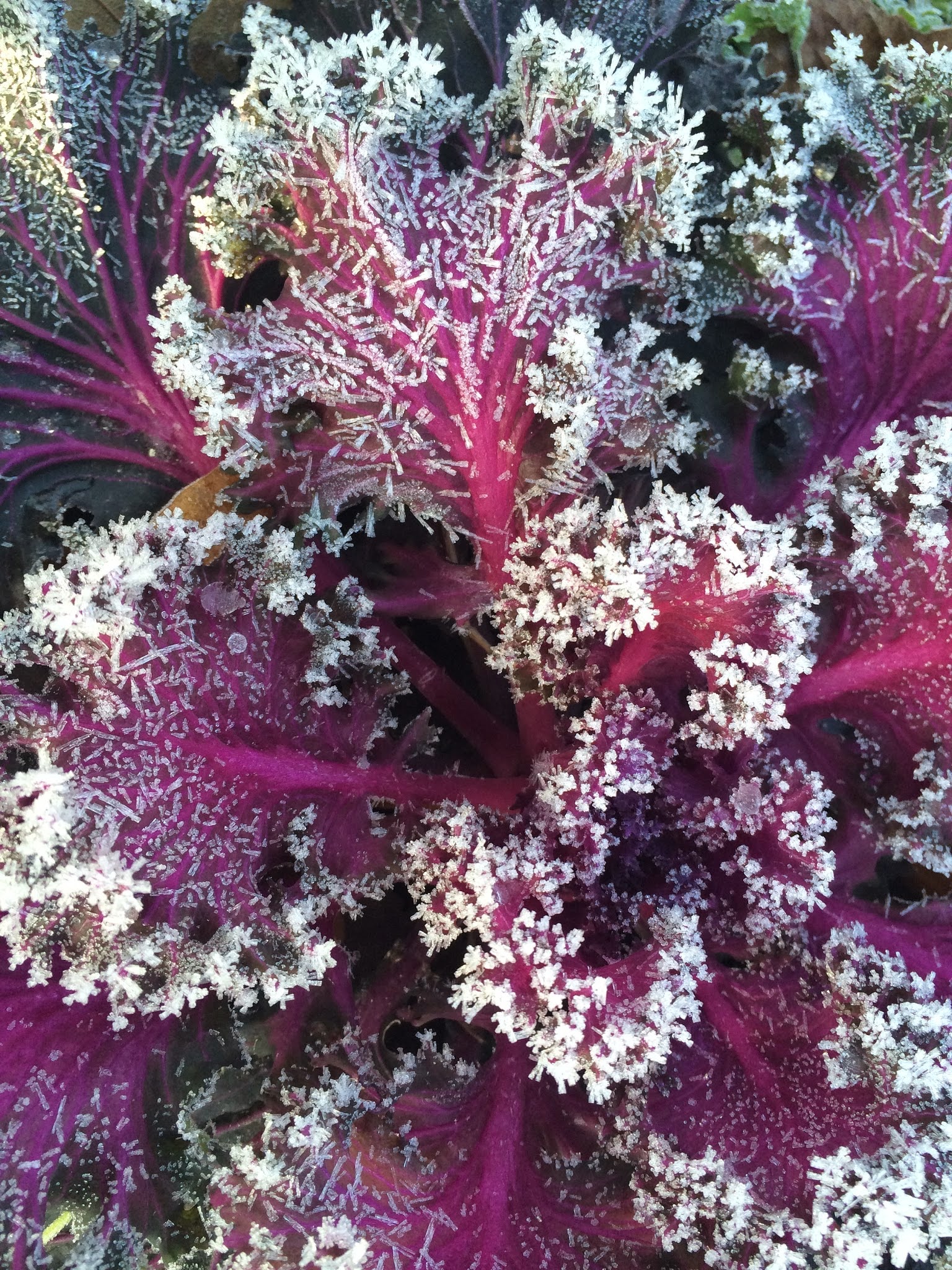 A compendium... The beauty of ornamental kale.