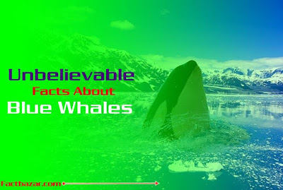 blue whale,blue whale game,interesting facts about blue whale,blue whale facts,blue whales,whale,shocking facts about blue whale game,under water facts,