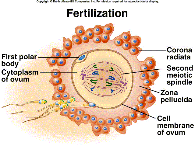  Fertilisasi  Biologi Reproduksi