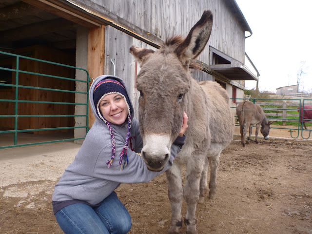 Where the Veggies Are: Fall Volunteer Day at the Donkey Sanctuary of Canada