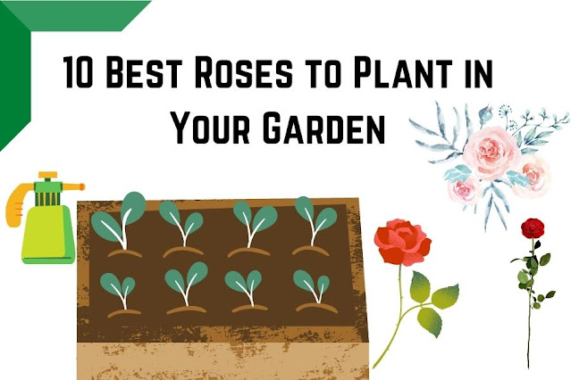 best roses to plant