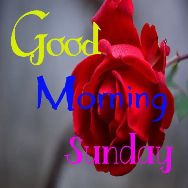 Happy Good Morning Sunday Images HD ! Free Download Happy Good Morning Sunday Images HD ! Free Download