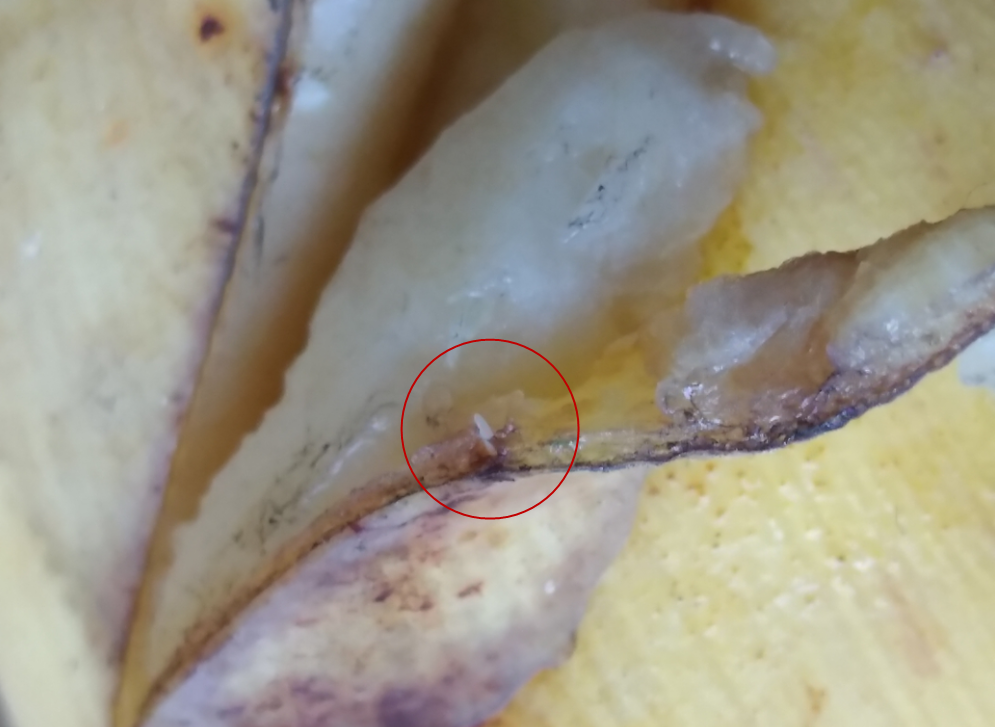 Oriental fruit fly laying eggs แมลงวันผลไม้ แมลงวันทอง กำลังวางไข่