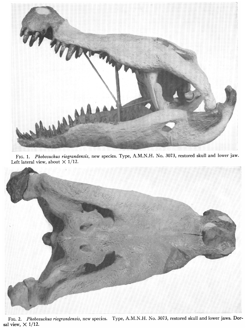 Deinosuchus Skull  Gaston Design, Inc.