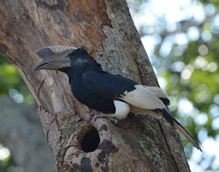 Black-and-White Casqued Hornbill, Bycanistes subcylindricus