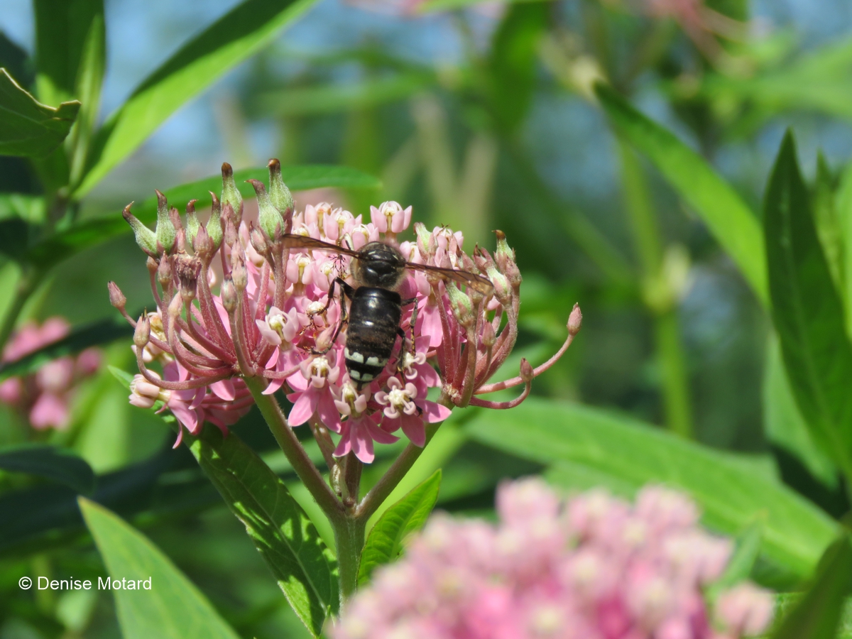 MILKWEED POLLINATORS