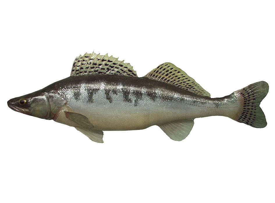 Zander Fishes World HD Images & Free Photos