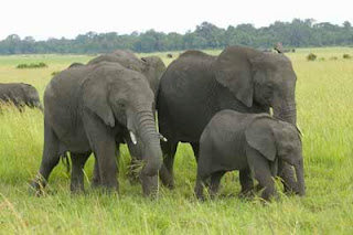 Contoh Descriptive Text tentang Gajah (Elephants)