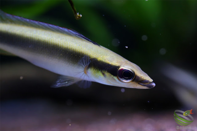 Crenicichla notophthalmus from Rio Negro system