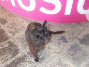 Rare Stray cat in the grandstands of  Barcelona Olympic stadium