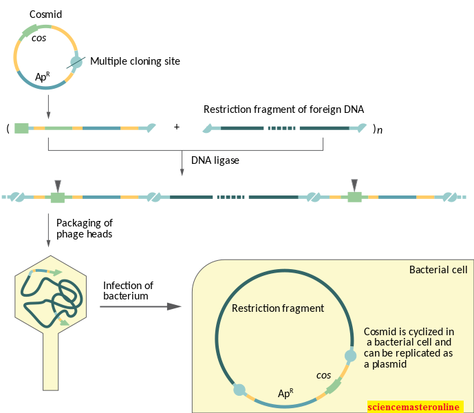 MOLECULAR CLONING METHOD DNA CLONING VECTORS Science Master