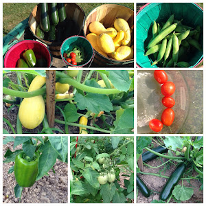 Our first harvest!