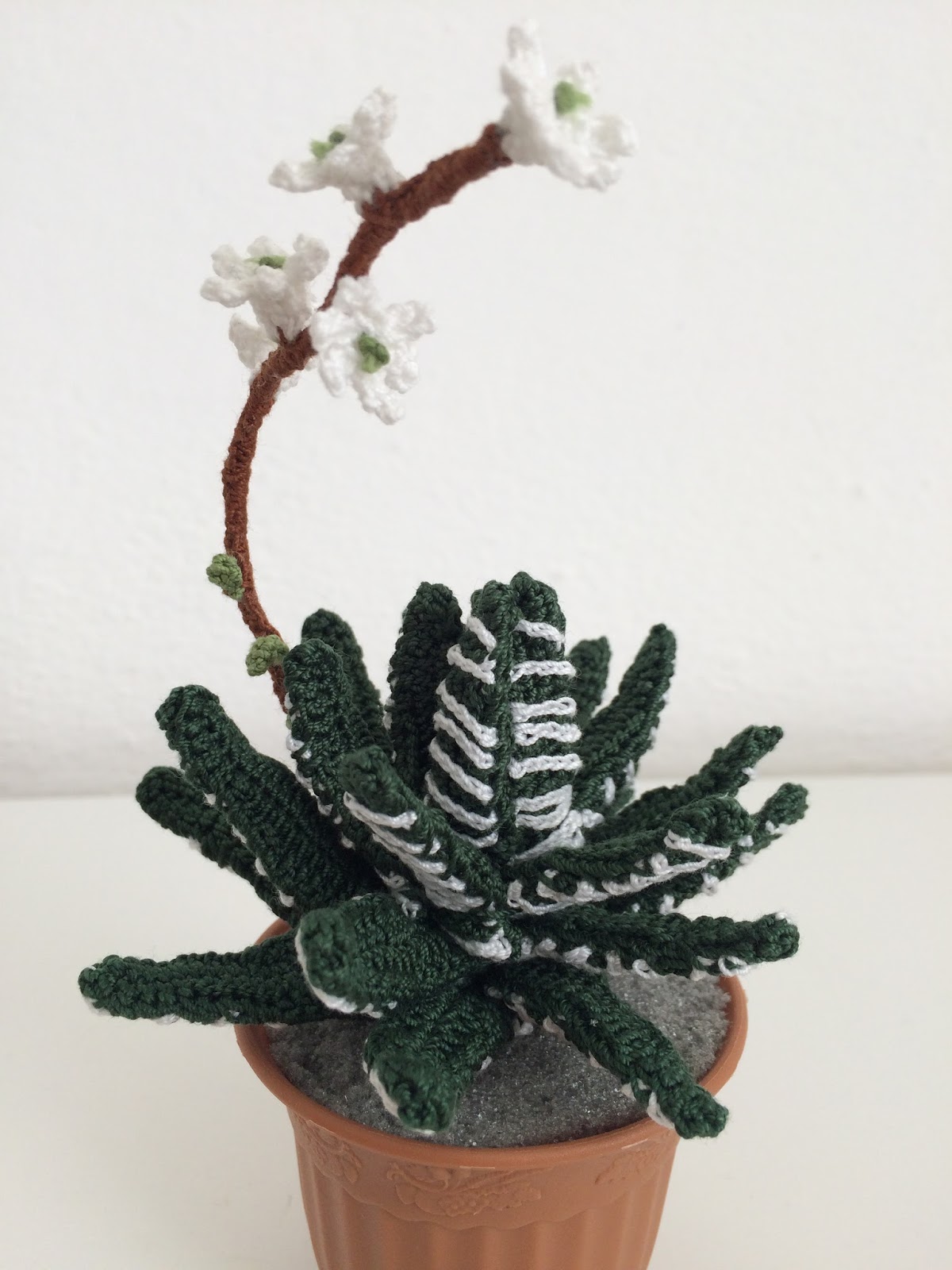 Il Blog Di Sam Spiegazione Della Pianta Grassa Haworthia All Uncinetto