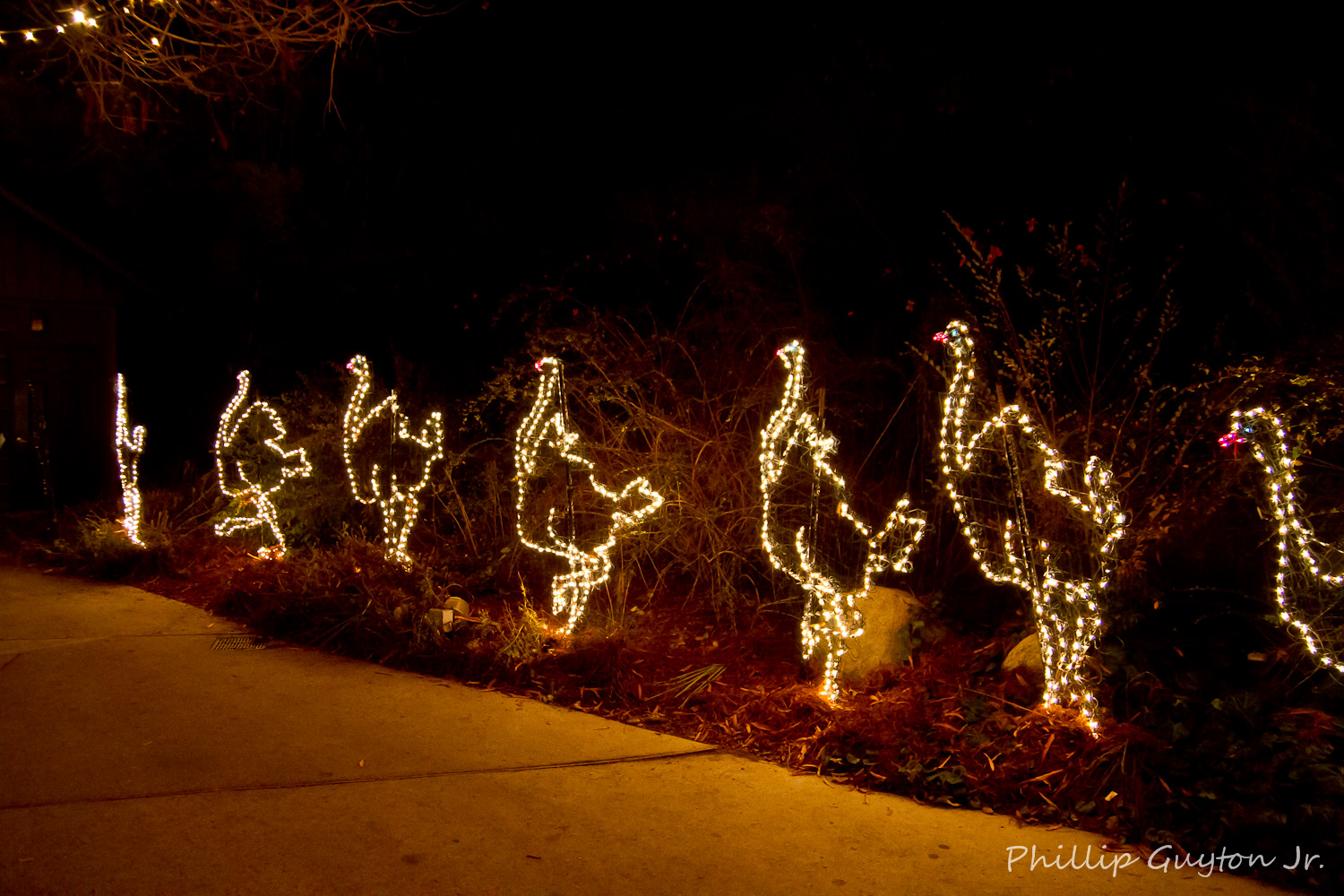 True Light Photography Riverbank Zoo's Lights Before Christmas