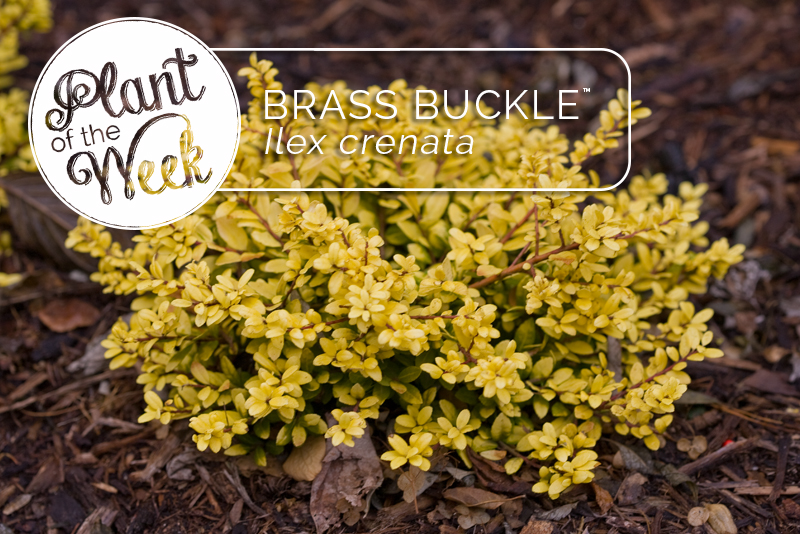 Proven Winners® ColorChoice® Plant of the Week Plant of the Week