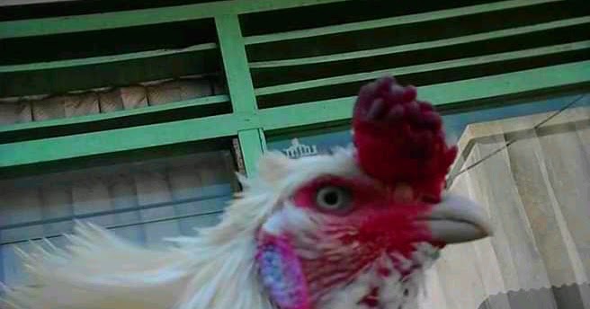 Apa itu Ayam BJS (Baok, Jambul, Sandah)? dan Fotofoto