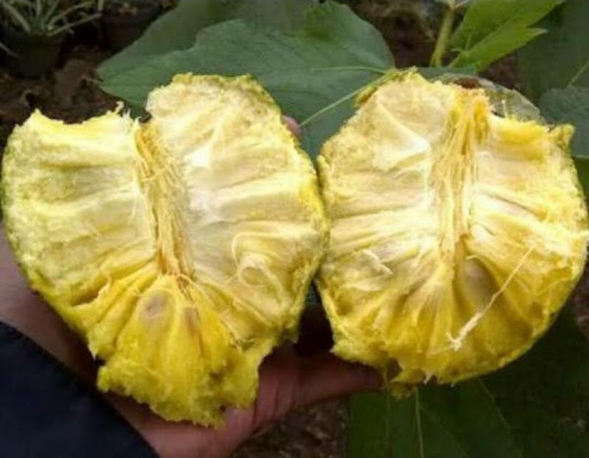 bibit tanaman buah sirsak kuning Kalimantan Barat