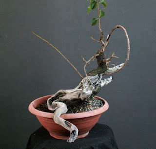 Bonsai Yamadori Prunus mahaleb