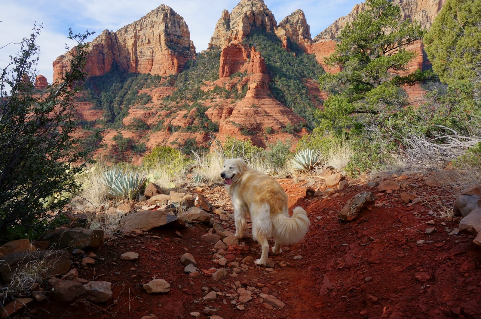 Hiking with Dogs Companion Site Hiking with Dogs in Sedona