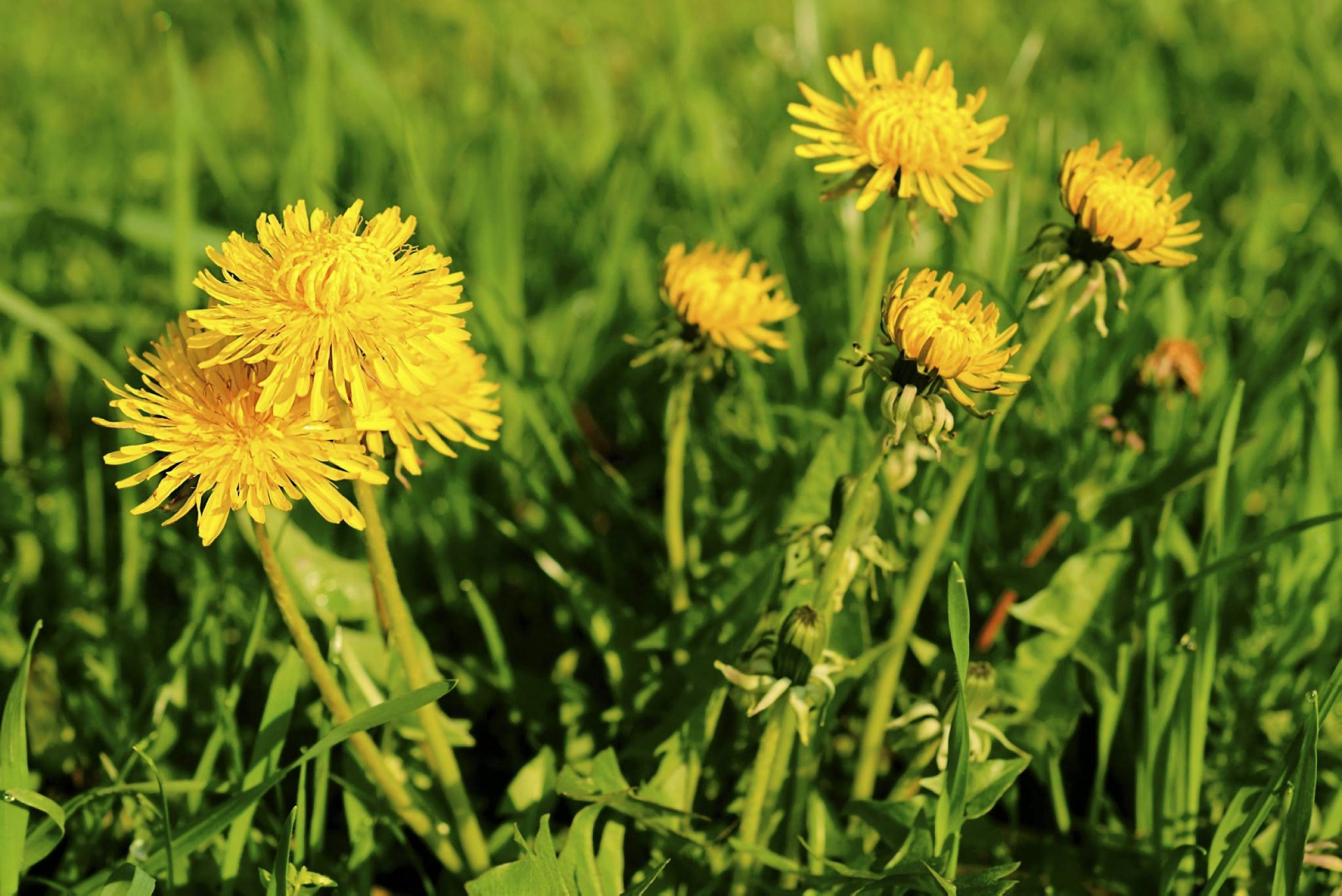 Herbal methods to improve the work of the pancreas