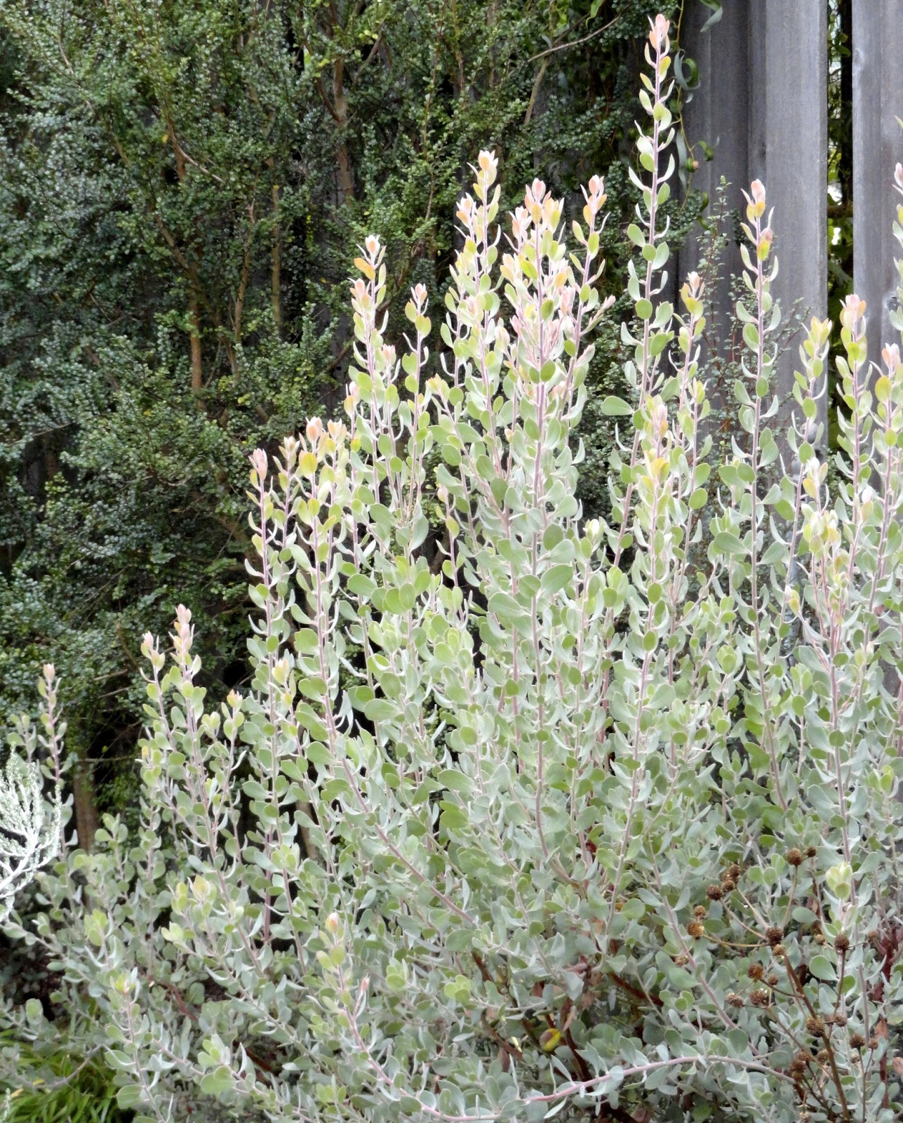 Jeffrey Bale S World Of Gardens Otari Native Plant Botanical