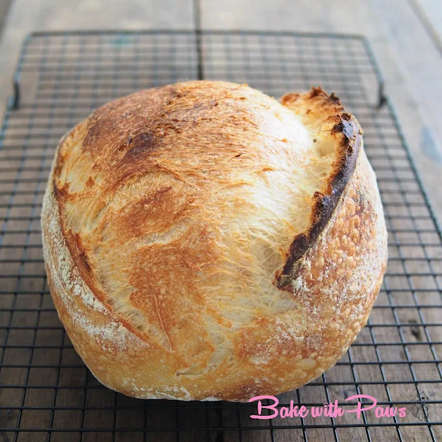 Semola Sourdough Open Crumb Sourdough Bread