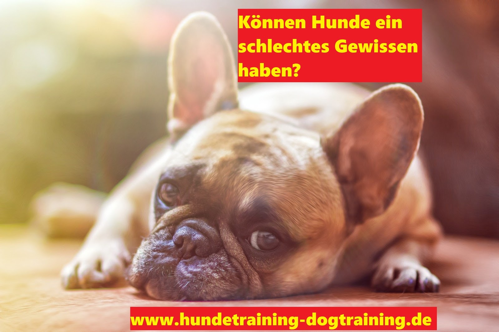 DENKSPORTSPIELE für HUNDE = HUNDETRAINING!🐶 Können 🐶Hunde ein
