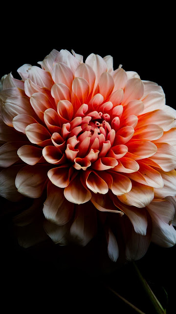Dahlia flower on a dark background Dahlia flower on a dark background
