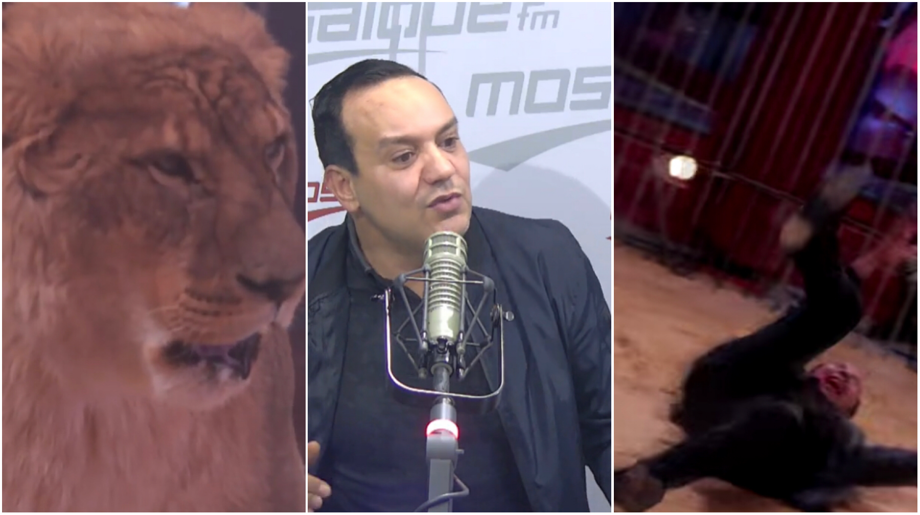 بالفيديو علاء الشابي : عضني أسد أثناء تصوير كميرا كاشي السرك