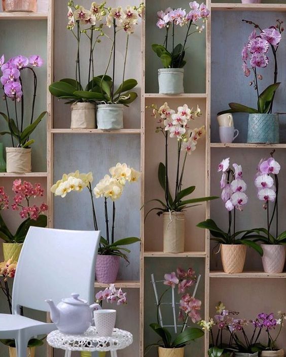 blog de decoração - Arquitrecos: Orquídeas na decoração. Saiba como  cultivar.