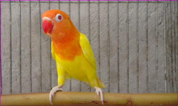 Jenis Burung Lovebird Tercantik yang Ada di Dunia Jenis Burung Lovebird Tercantik yang Ada di Dunia