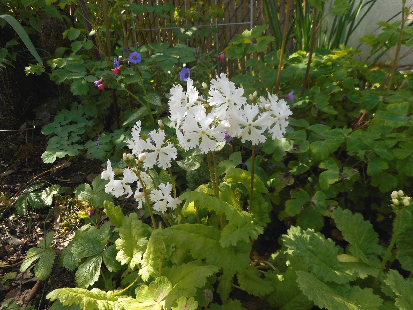 Gardening With Grace Busy Busy Busy