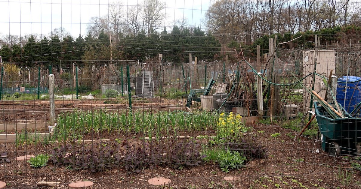 the Annandale Blog: Community gardens reopen