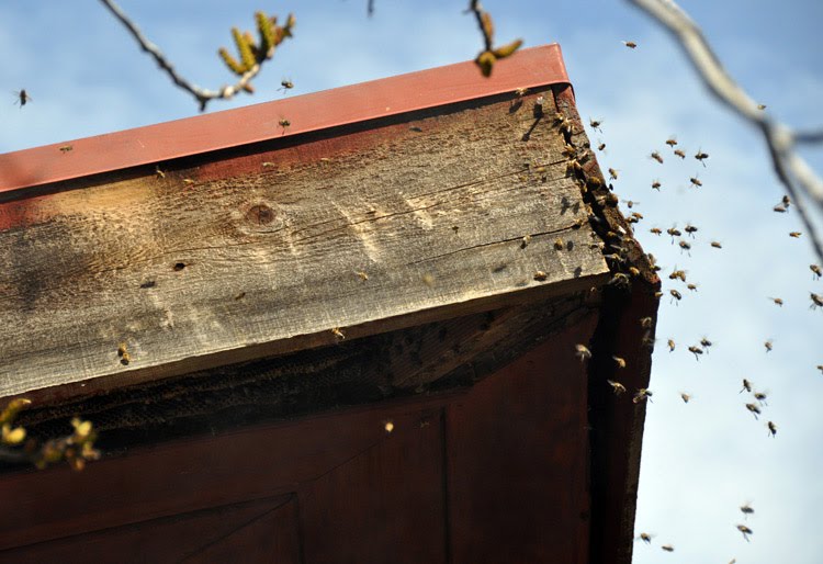 Roxana Illuminated Perfume Red Barn Bee Rescue