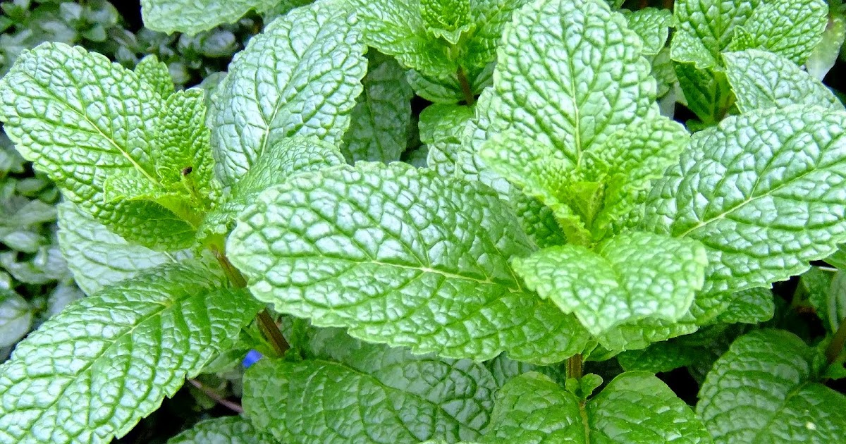 HOW TO GROW MINT PLANTS |The Garden of Eaden