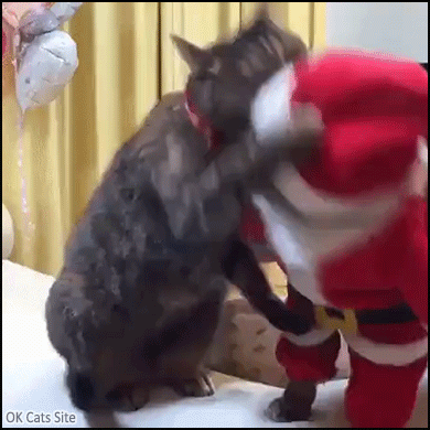 Santa Cat GIF • Don't mess with Santa cat, he knows Kung Fu skills, haha!