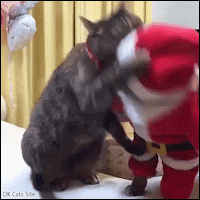 Santa Cat GIF • Don't mess with Santa cat, he knows Kung Fu skills, haha!
