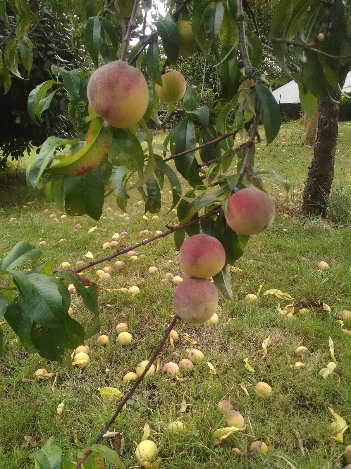 le jardin des oiseaux : septembre 2017
