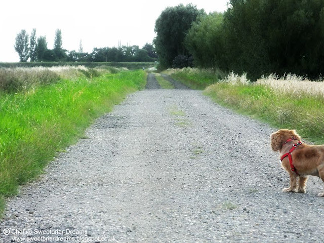 The Sounds of Walking @ www.sweetbriardreams.blogspot.co.uk