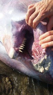 Pigme ispermeçet balinasının alt çenesinde bulunan dişler.