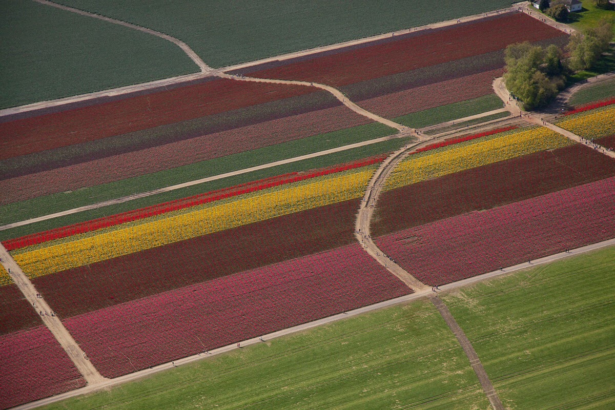 Flying over the tulips, photo by Craig: