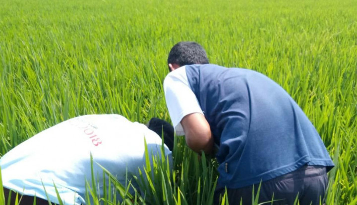 Panen Padi Memuaskan, Petani Karawang Terapkan Budi Daya...