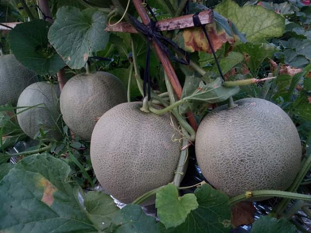 Berikut Cara Menanam Melon Di Musim Kemarau Supaya Berbuah Besar Dan Manis Tanilokal