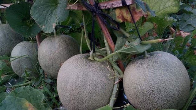 Berikut Cara Menanam Melon Di Musim Kemarau Supaya Berbuah Besar Dan Manis Raden Pedia