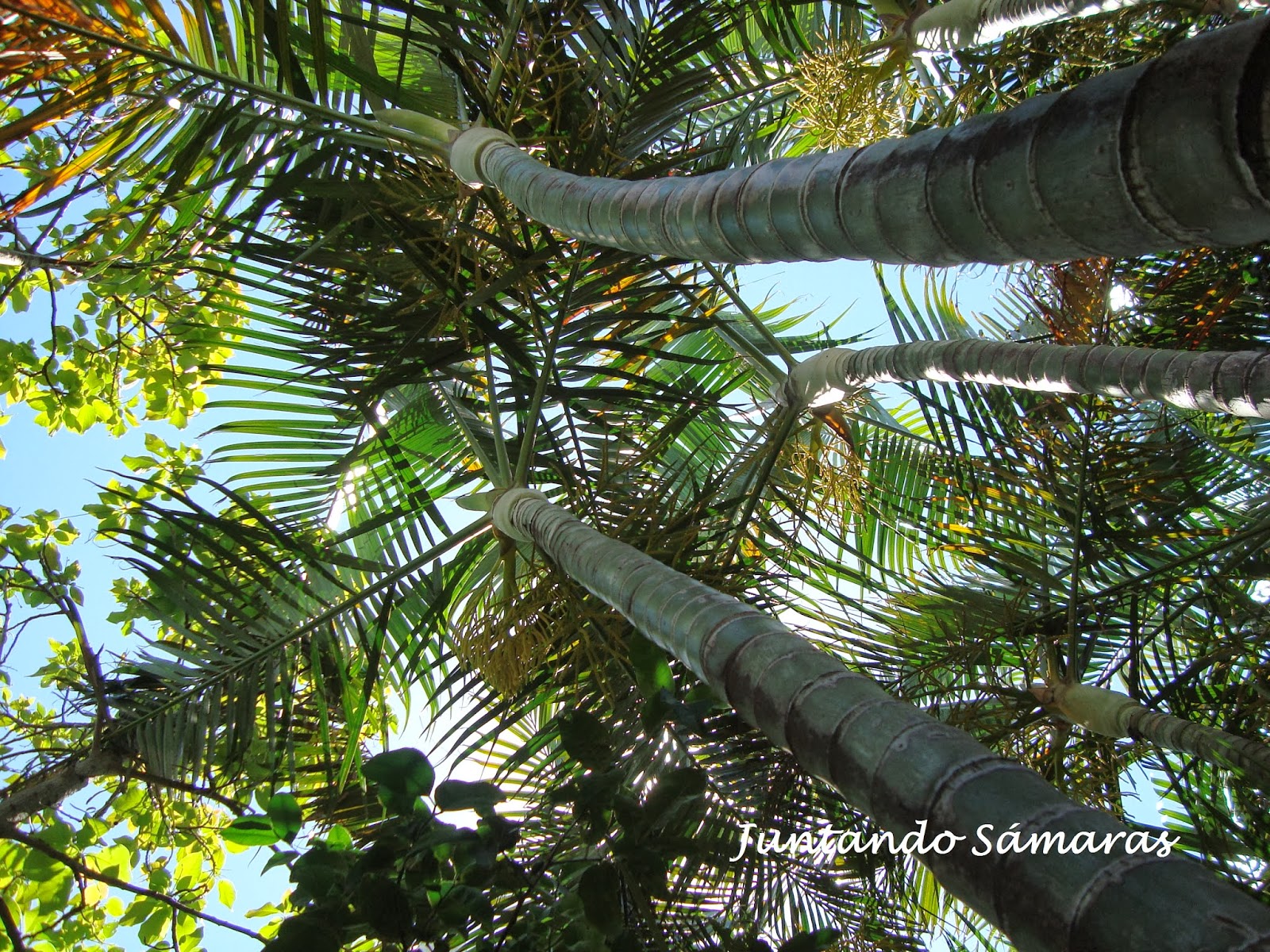 Juntando sámaras: UNA LINDA PALMERA PARA TU JARDÍN