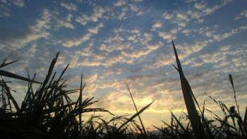 Mentari Pagi Karya Hanif Setiadi